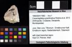 Foto (Objket + Etiketten) von Cracensigillatus gracilirostrus (Robins et al., 2013) 